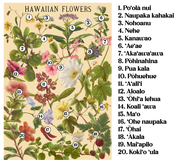 Hawaiian Flowers by Laulima Hawaiʻi