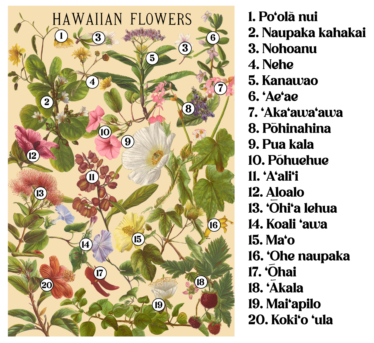 Hawaiian Flowers by Laulima Hawaiʻi - OUT OF STOCK