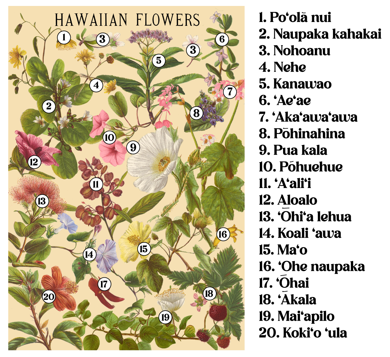 Hawaiian Flowers By Laulima Hawaiʻi